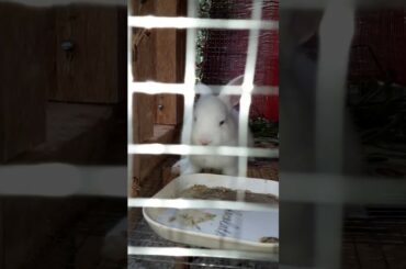 My little cute bunnies/keannapatriamercado