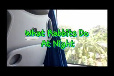 What do Rabbits do at night. MY PET RIGEY eating,crawling,cute pet for teens