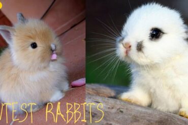 Cutest baby Rabbit Compilation ♡ (of Pinterest) 2020 ✌🐇Cutest animals moments
