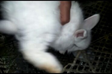 Giant Angora Bunnies White