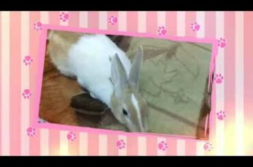 My cute bunny