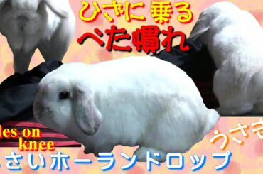 #39【べた慣れうさぎがひざに乗る】(Cute bunny rides on knee) ロップイヤー ホーランドロップ ウサギ うさぎ Holland Lop Rabbit