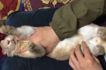 Rabbits: Male or Female? (How To Determine Gender)