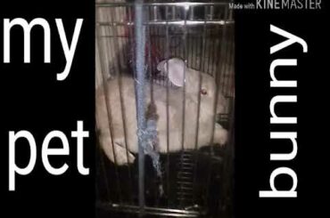 My cute dumb pet bunny/rabbit