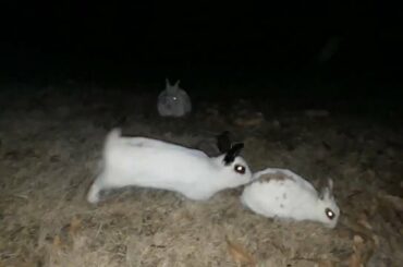 귀여운 토끼 cute rabbits