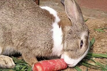 Cute Rabbit eating carrot 🥕