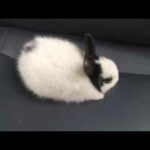 Beautiful Rabbit |Rabbit - A Funny And Cute Bunny Videos Compilation |