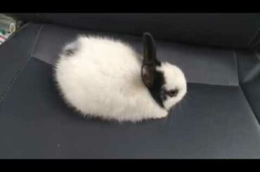 Beautiful Rabbit |Rabbit - A Funny And Cute Bunny Videos Compilation |