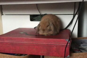 Cute bunny that we got for Christmas😍🥰