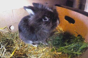 CUTE Bunny rabbit eating Dandelion