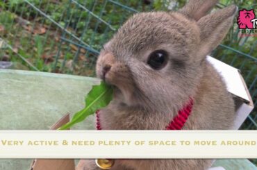 Top 10 Most Popular Rabbit Breeds in Malaysia