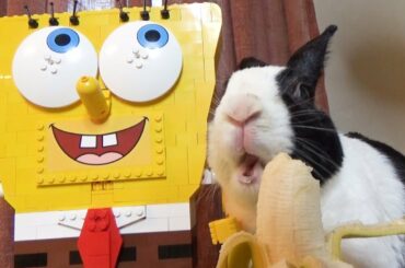 Rabbit builds Lego SpongeBob SquarePants