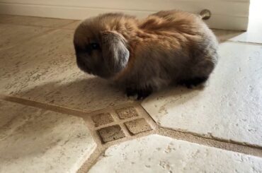4 week old Holland Lop Floppy Ear Bunnies Too Cute