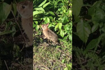 Cute Bunny Staring Me Down