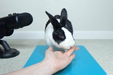 Rabbit Eating Applesauce Off Fingers ASMR