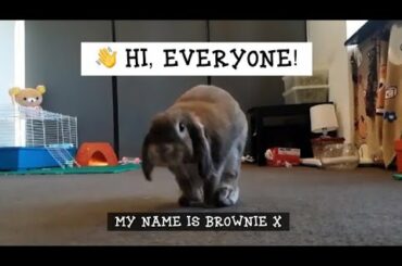 Cute lobear rabbit brownie