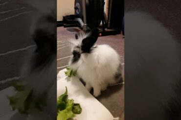 Baby bunny eating greens