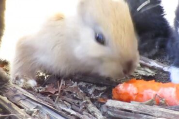 Sweet Baby Bunny  Rabbits Sharing Carrot Treat in Summer