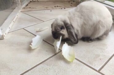 CUTE RABBIT EATING CHICORY / ENDIVE