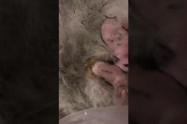 New Born Lion head and Netherland dwarf bunny mix