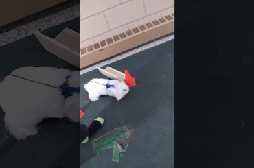 Eddi Doing Bunny Agility