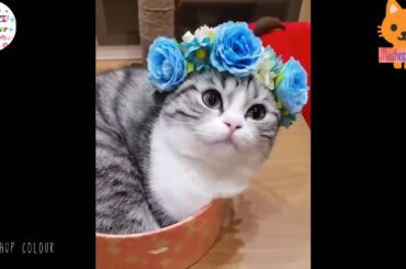 Cute Cat Whatsapp Status Video | Cute Kitten Status Video | Cute Rabbit Status Video | Mashup Colour