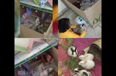 Cute Bunny house