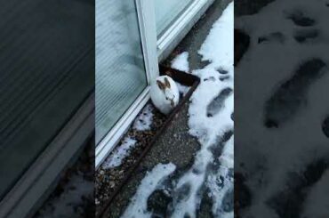 Cutest chinoke  Calgary bunny