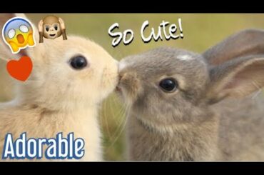 Not ❌cute ❌ ✅ADORABLE✅ BUNNIES