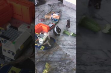 Bunny cleaning herself #7