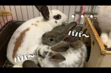 父うさぎと子うさぎには距離がある？〜Rabbit babies and their father〜