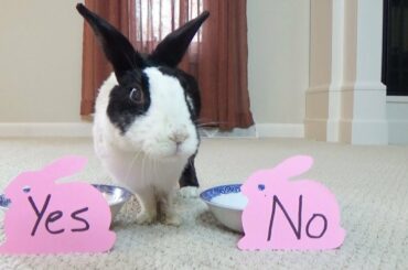 Is She Into You? Rabbit Decides