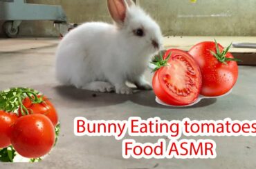 Rabbit Cute - Bunny Eating tomatoes​ Food ASMR | WahlieTV