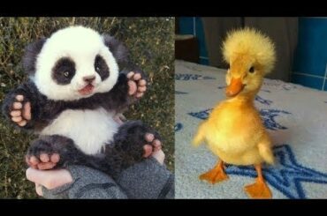 Cute baby animals Videos Compilation cutest moment of the animals   Soo Cute! #1 1