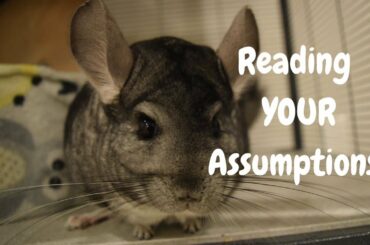 Reading Your Assumptions About My Chinchilla