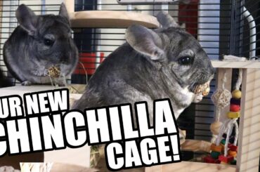 Our New Chinchilla Cage!