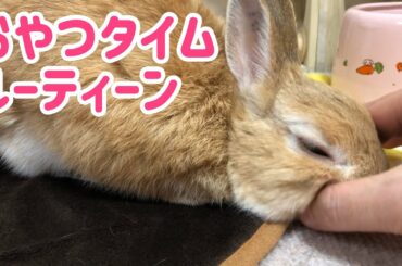 【うさぎ】おやつタイムのルーティーン【かわいい】Cute rabbit snack time #86