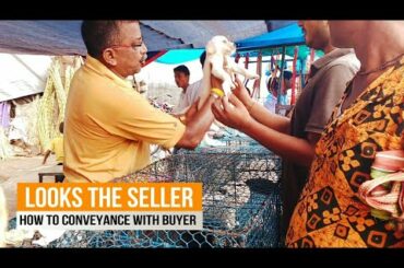 Galiff Street​ Dog Market Price | Best place to buy pet Puppy, Dogs and Rabbits Market in India