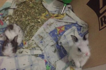 22days old Baby Bunnies