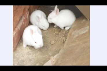 Cute baby rabbit🐇🐇🐇🐇🐇🐇🐰🐰🐰🐰🐰🥰🥰🥰🥰🥰🥰🥰🥰🥰🤗👌👌👌