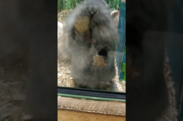 Funny Cute Bunny
