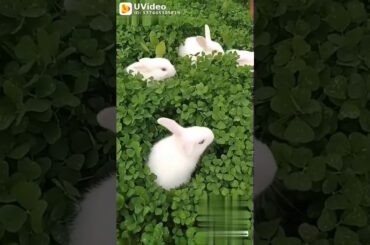 Rabbit white cute
