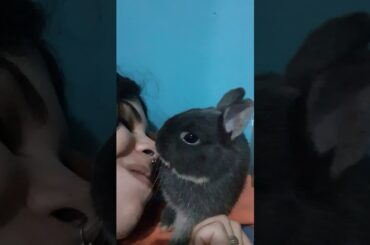 Cute bunny kissing