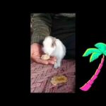 A Cute Rabbit Playing Very Very Cute Funny 2020 Latest By M Ahsan