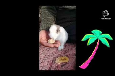 A Cute Rabbit Playing Very Very Cute Funny 2020 Latest By M Ahsan
