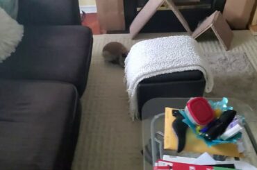 Gizmo The Baby Lionhead Rabbit Tricks