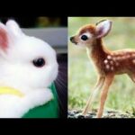 Top Cutest Baby Animals Videos Compilation | Cute Moment Of The Animals