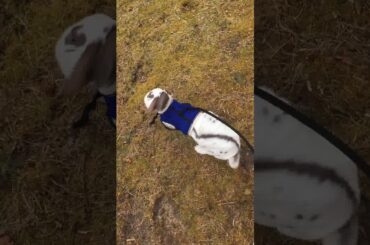 My bunny dexter # so cute