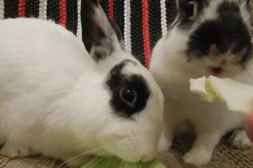 Cute bunnies eating cabbage