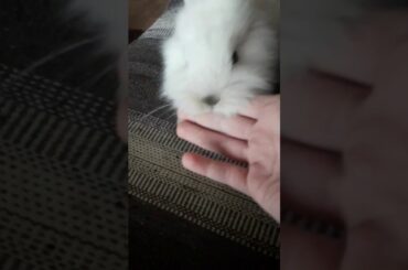 The cute bunny with music
